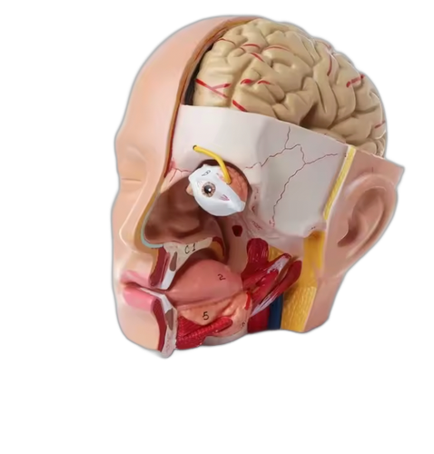 Cabeça de anatomia humana, com corte Meridiano da Face